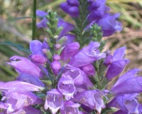 native plants 058.jpg